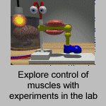 Muscle lab